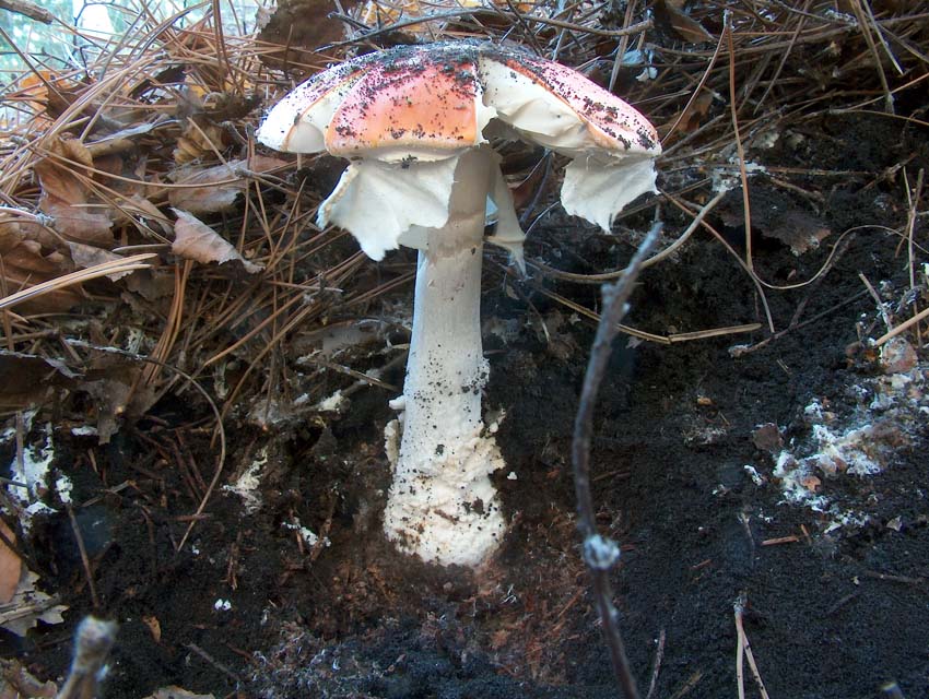 Amanita Muscaria Var aureola o......